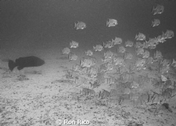 Shepherd- Goliath Grouper and his flock by Ron Rico 